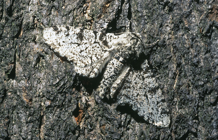 A peppered moth camouflaged against a tree trunk.