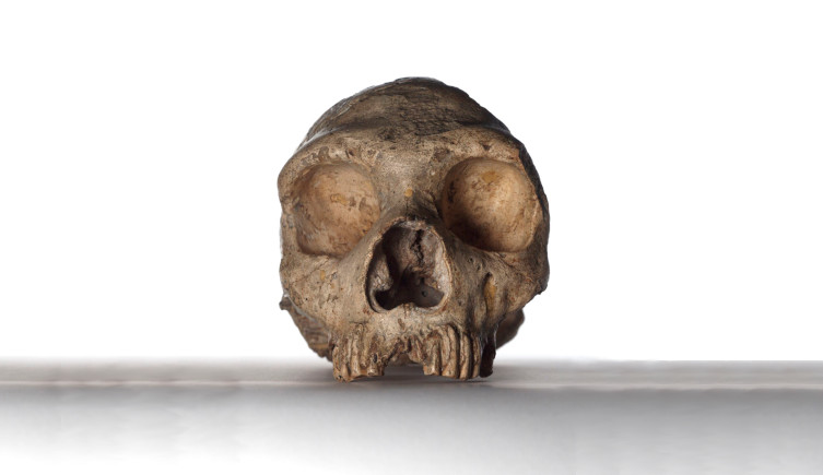 A Neanderthal skull.