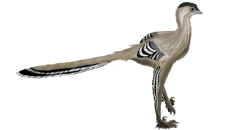 An artist's impression of Mei, another alvarezsaurid dinosaur. 