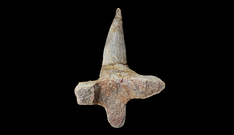 A cross section of the rib bone, showing a distinctive t-shape of the bone. 