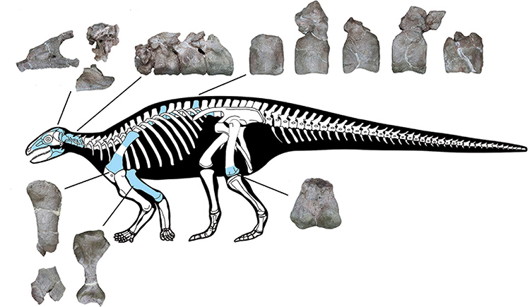 A drawing of the skeleton of the new species, showing where each piece of fossil would have been. 