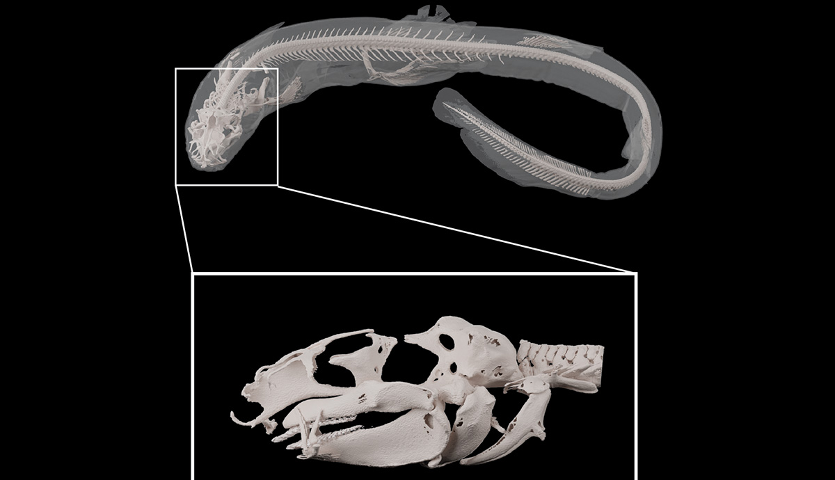 An image of the CT scan showing the entire shark skeleton, with the skull section enlarged to show finer details. 