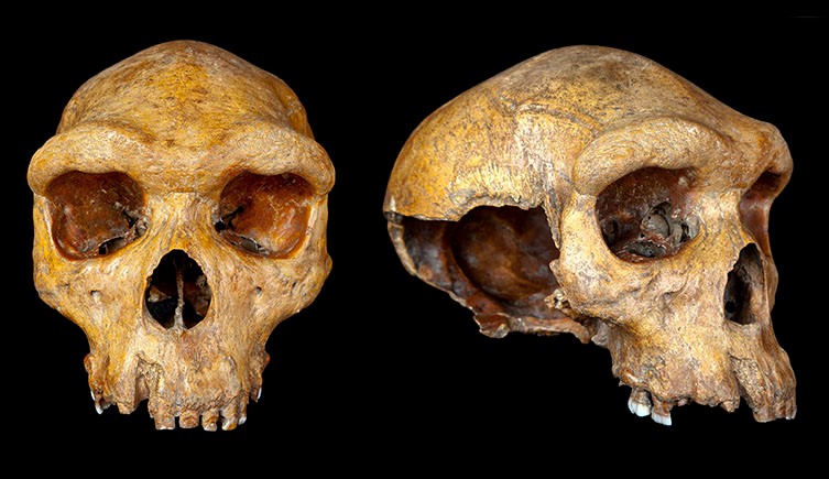 The skull used to describe Homo rhodesiensis from the front and side