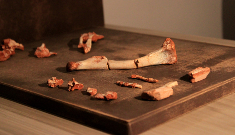 Venetoraptor fossils on a table.