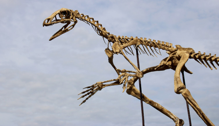A reconstruction of Venetoraptor's skeleton against a blue sky.