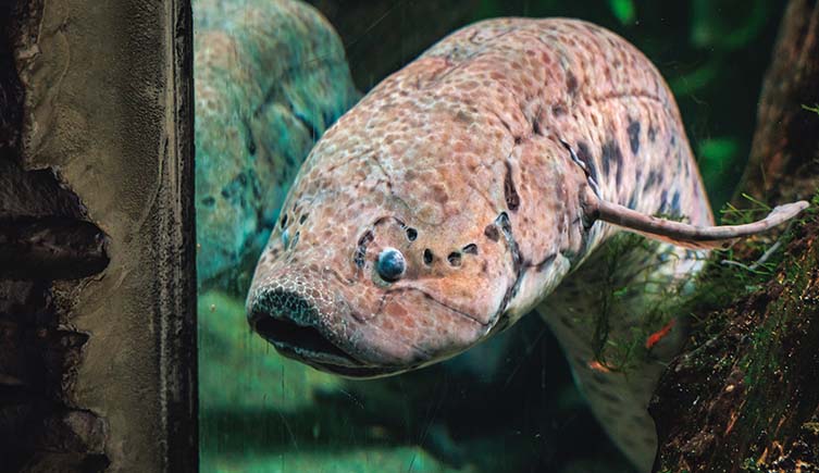 A brown African lungfish with black spots faces towards the camera.