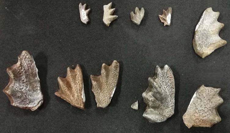 Fossilised lungfish teeth plates laid out on a black background.