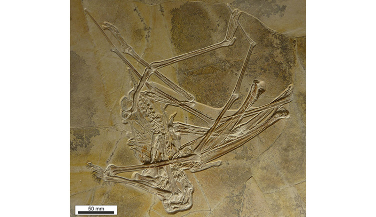The fossil of the pterosaur in the block of rock it was found, showing a fully articulated animal. 