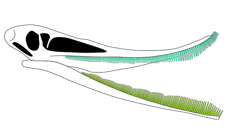 A reconstruction of the pterosaurs's skull, hilighting its numerous teeth and upturned snout. 