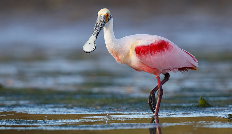 A modern-day spoonbill wading through shallow water. 
