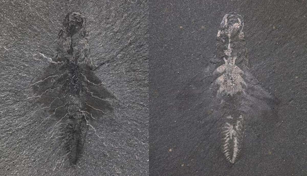 Fossil specimen of Mosura fentoni photographed under different lighting conditions. Left - a dark outline of the radiodont - and right - the right shows reflective traces of the gut, circulatory system, eyes, and nervous system are visible as yellowish patches.