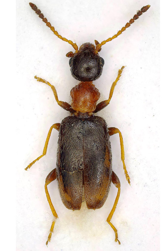 A little pill-shaped beetle with a black head and abdomen, chestnut coloured thorax and yellow-ish legs.