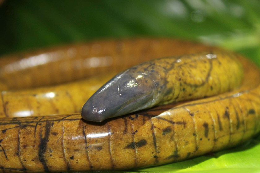 A a long snake-like caecilian is curled up on a bright green leaf. Its body is a vivid yellow, which fades to a grey head, and has a wet, shiny look to it.