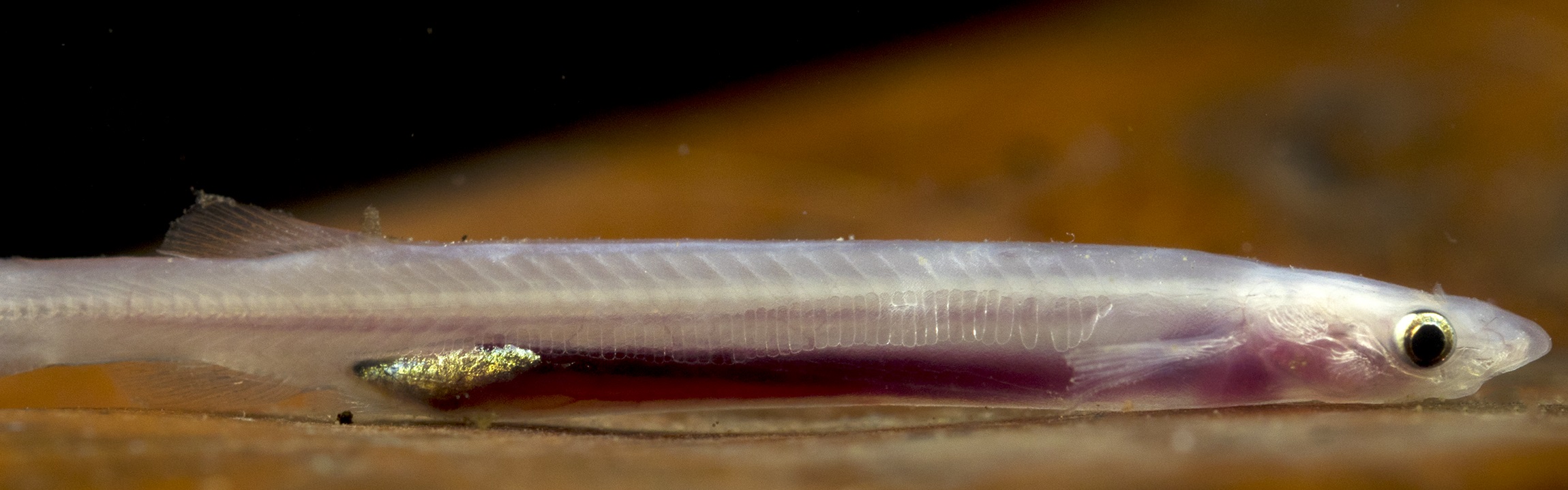 A very long, transluscent white fish photographed underwater on a brown leaf. You can see the pink gut of the fish through its skin.