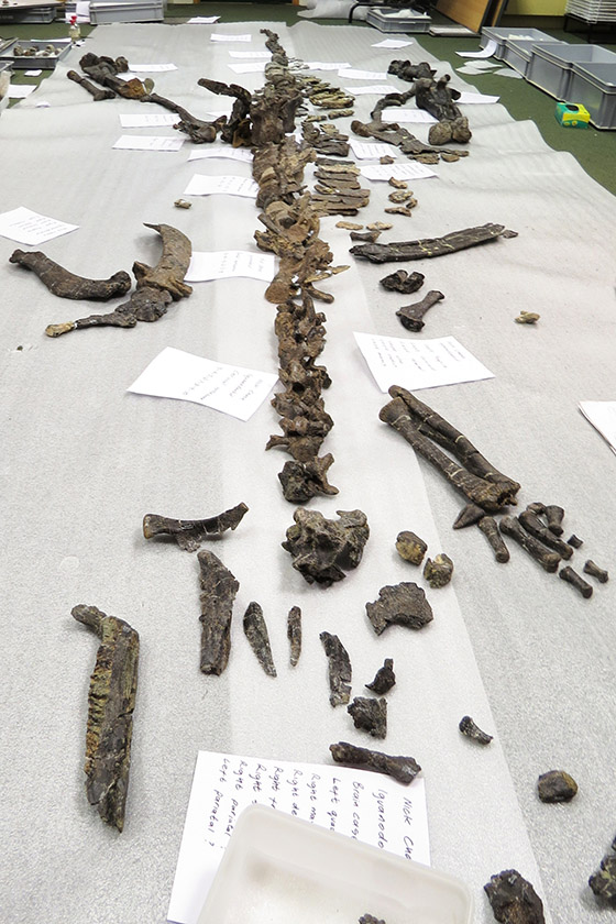 The fossil bones of a large dinosaur laid out on the floor in the anatomically correct positions.
