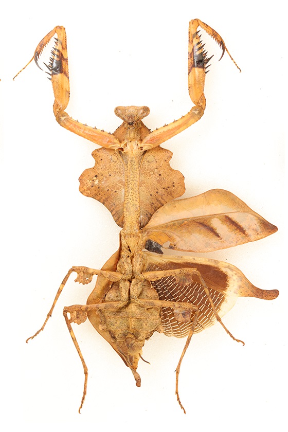 A large, light brown coloured preying mantis posed with its arms raised in the air. It looks almost exactly like a pile of dead brown leaves.
