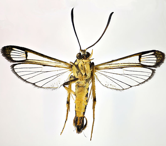 A small yellow bodied moth with a black tip to its tail and legs. It has see-though wings and long black antena.