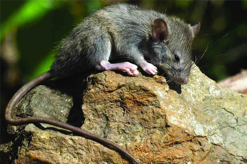 A large rat, with a long curved tail sitting on a rock.
