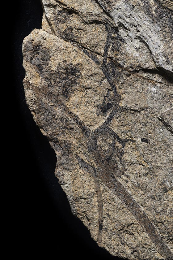 A slab of rock, on which you can see the darker, curved branches of a plant.
