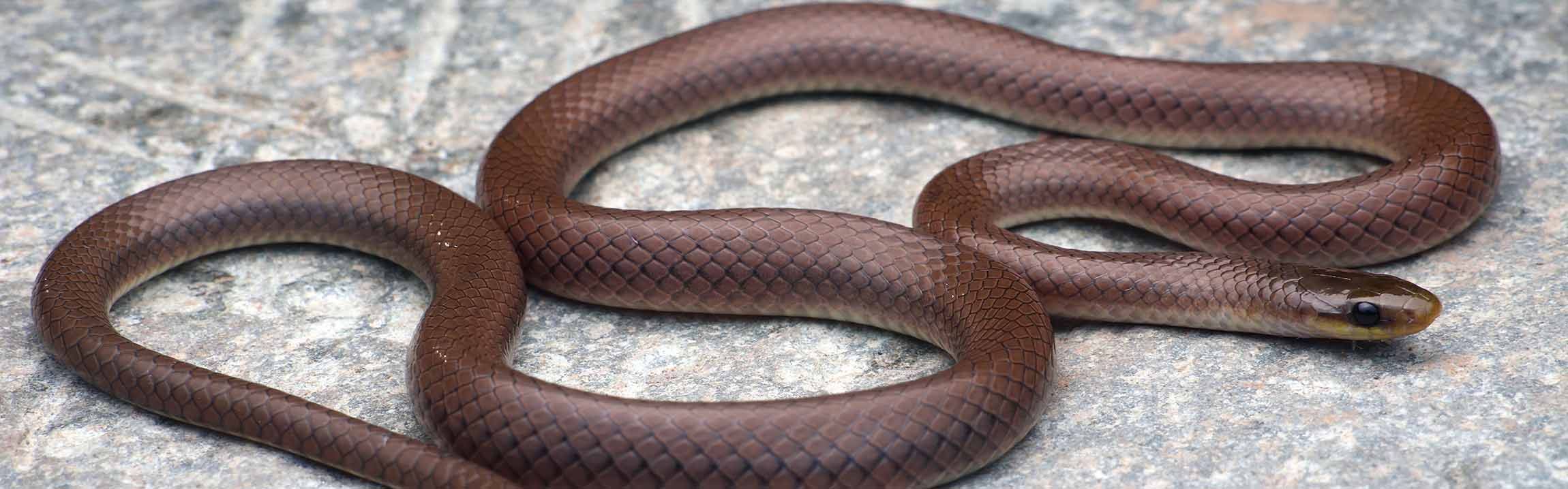 A beautiful deep brown coloured snake with a slight metallic sheen is sitting with its body in pleasingly looped curls on a rock.