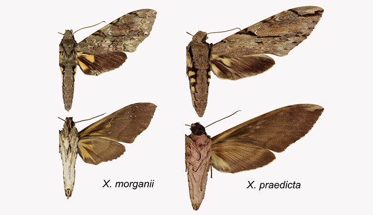 A comparison between the African hawkmoth and Wallace's sphinx moth, showing the pinkish hue of the new species. 