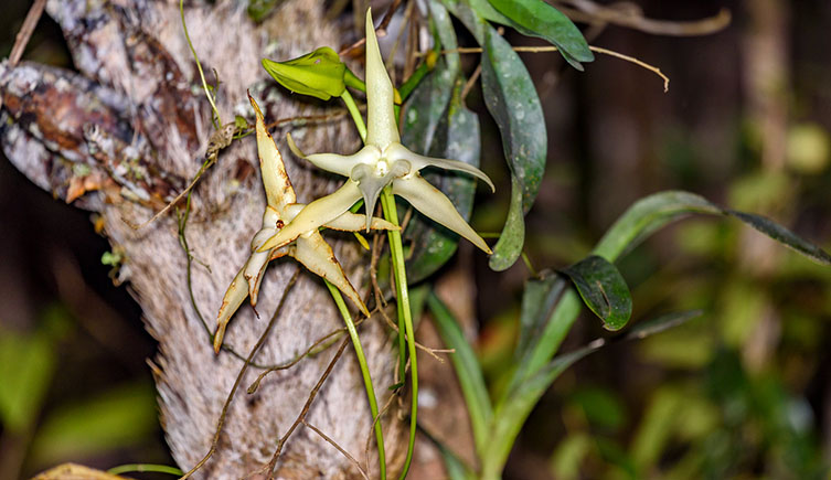 The Madagascan star orchid in the wild, showing its long nectar tube hanging below the flower. 