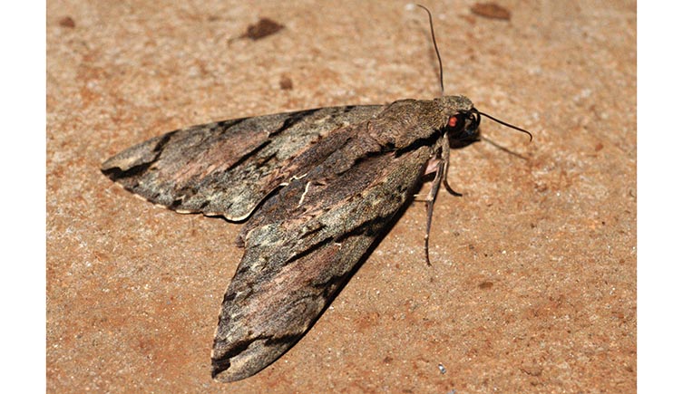 A live Wallace's sphinx moth showing its brown and black striped body. 