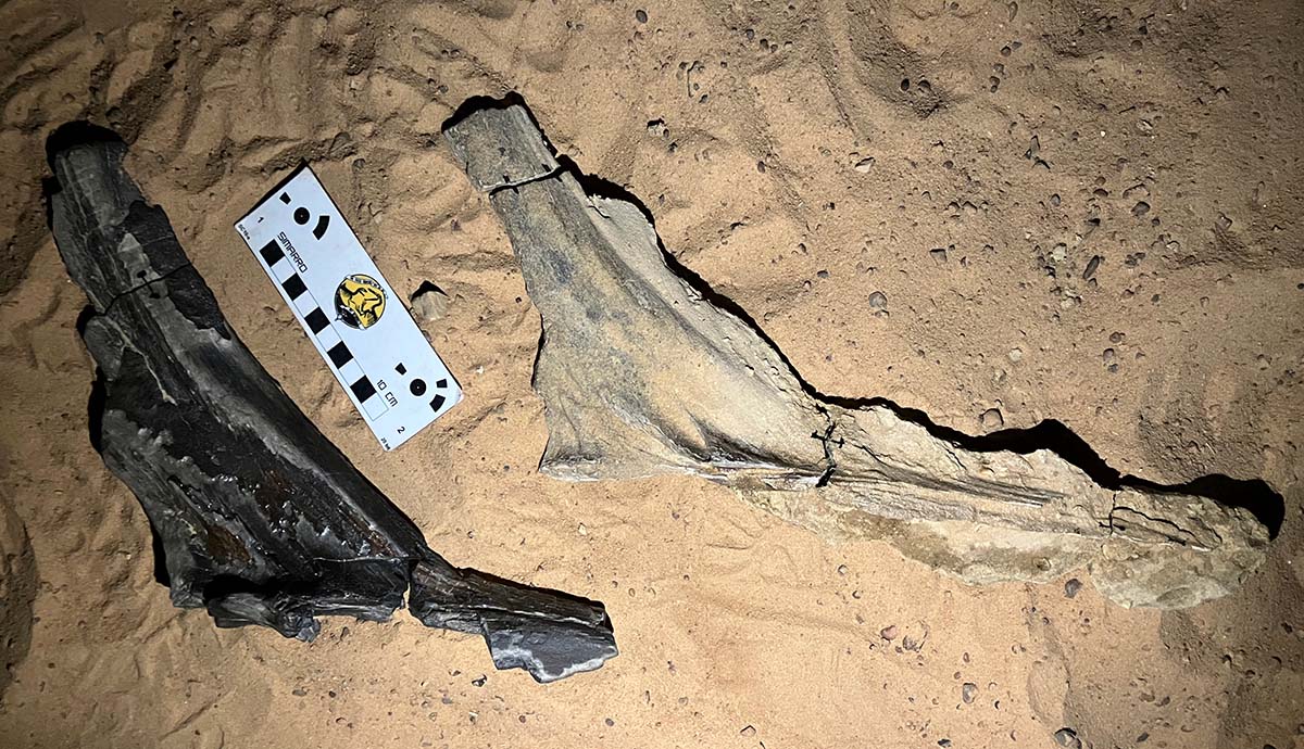 Two curved fossilised crests from Spinosaurus mirabilis lying on sand with a scale bar next to them.