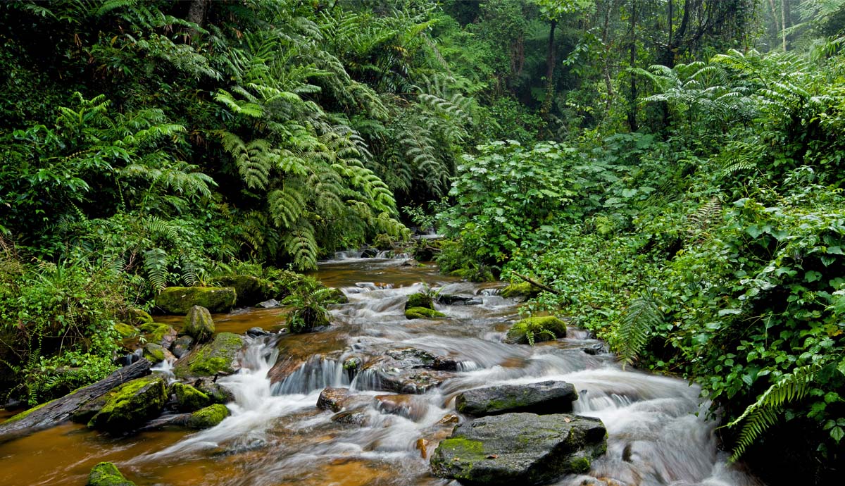 A stream surrounded by dense forest