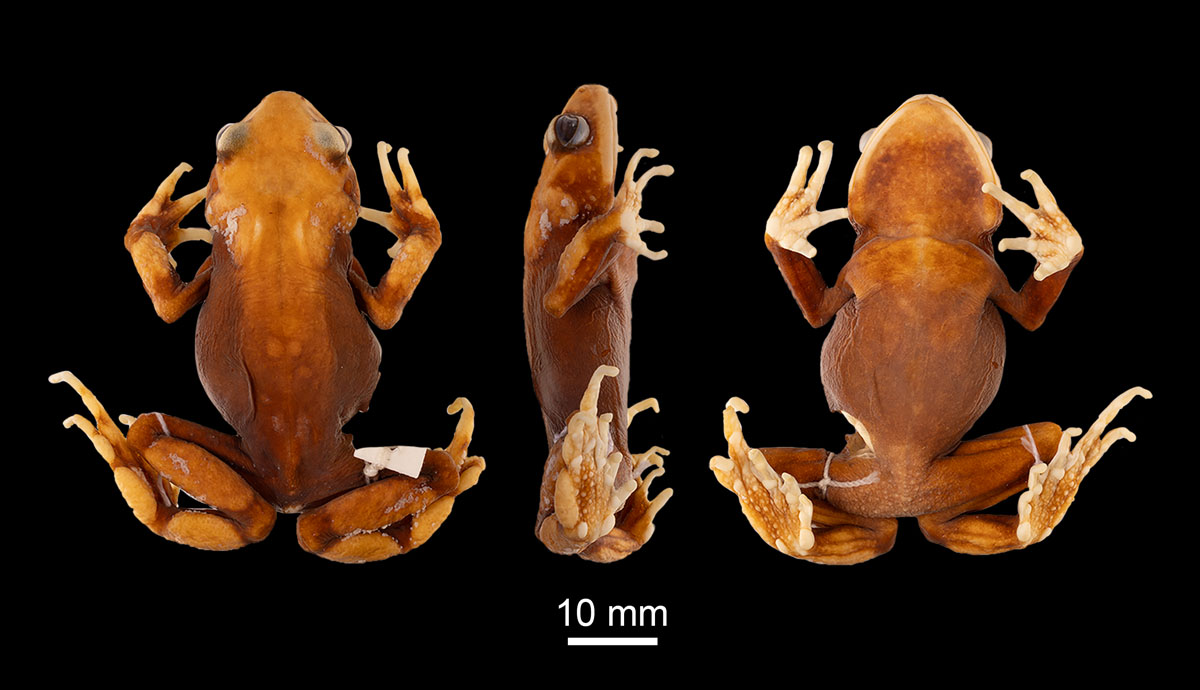 Three different angles of a toad specimen