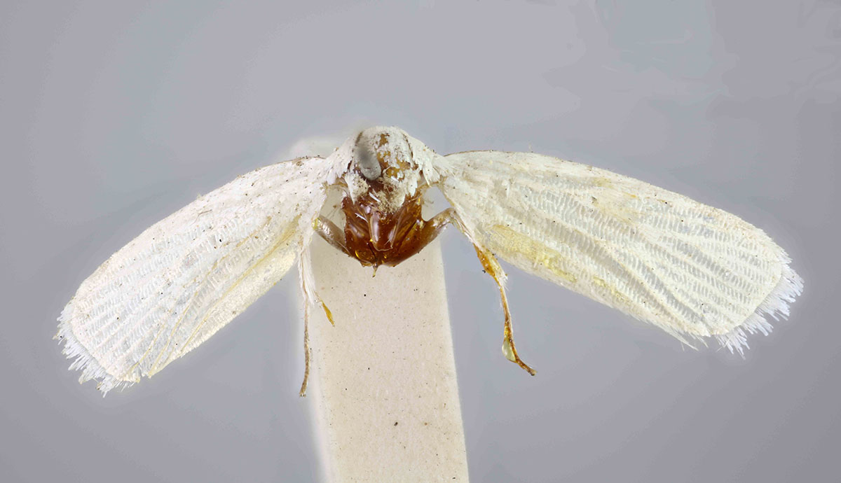 The Wallace specimen, which consists of just a couple of white wings attached to a thorax.