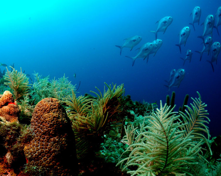 Fish swim away from a coral reef