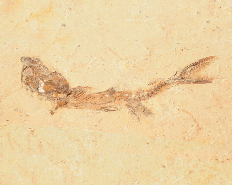 Sandy fossil of a fish