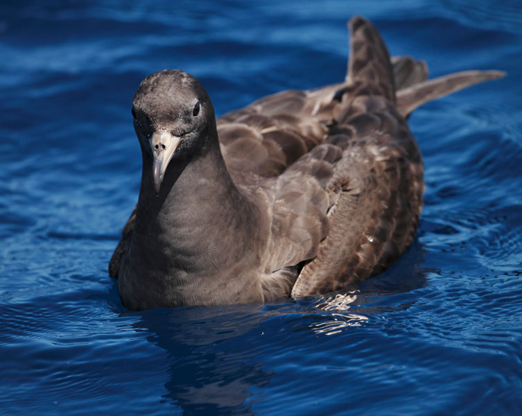 A brown bird floats on blue water