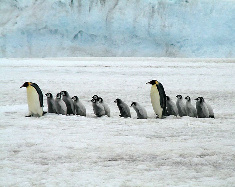 A group of penguins walking through snow