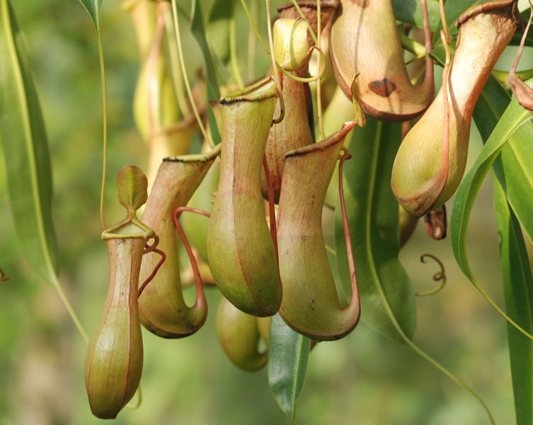 A group of pitcher plants
