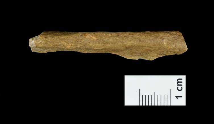 A fragment of human bone from Ranis on a black background, with a one centimetre ruler next to it.