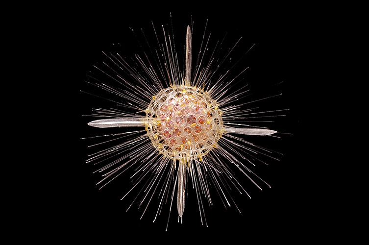 A delicate glass model of a radiolarian - a single-celled aquatic animal. It's made from a glass sphere with many very thin shards of glass sprouting from it. 