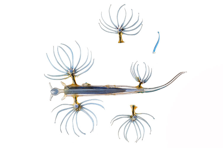 A delicate glass model of a blue sea swallow nudibranch. Two of its appendages are detached. 