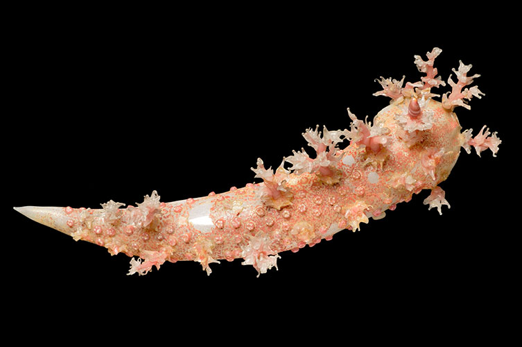 An off-white and pink speckled glass model of a sea slug. It has numerous leaf-like glass protrusions attached to its body. 