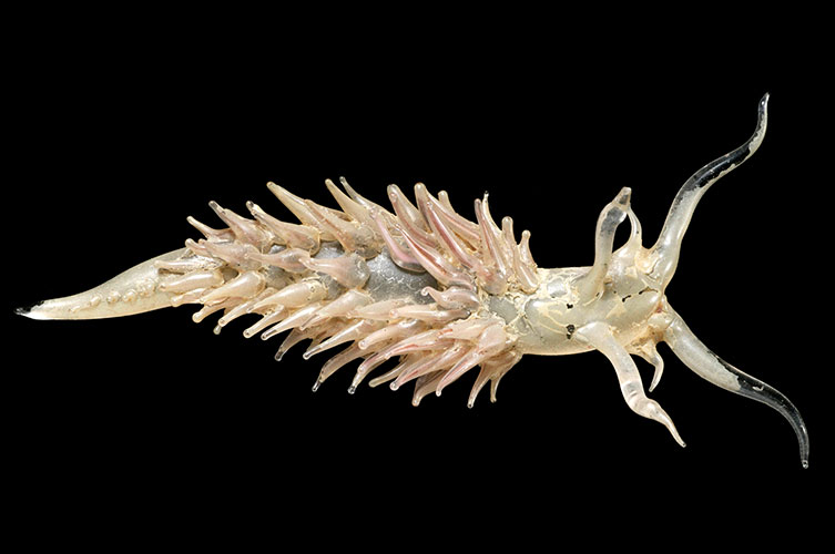 A glass model of a sea slug. The model is off-white with delicate pink strands of glass protruding from its back.
