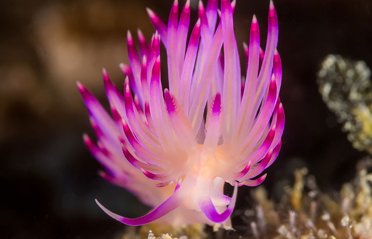 A white nudibranch with many cerata that have fuschia tips