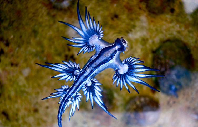 A bright blue sea swallow nudibranch