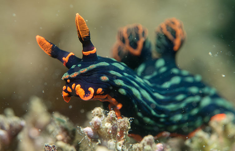 An orange, green and black sea slug