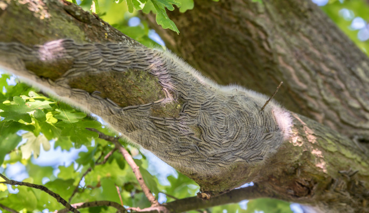 A mass of oak processionary moth caterpillars on the underside of a tree branch.