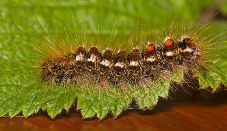 A brown, white and red brown-tailed moth caterpillar on a leaf.