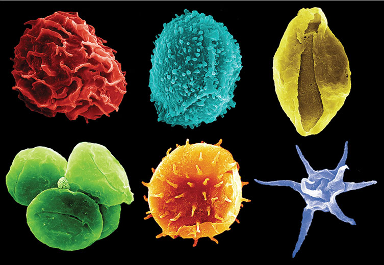 False-colour scanning electron microscope images of fossil pollen, spores and plankton. 
