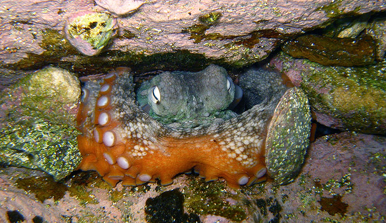 Gloomy octopus