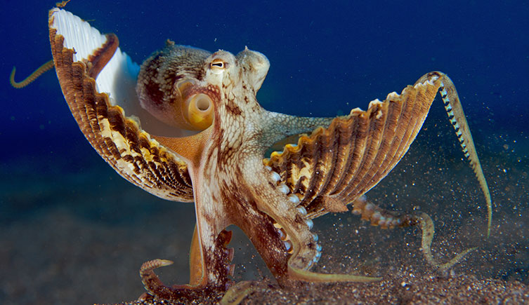 Veined octopus carrying shells