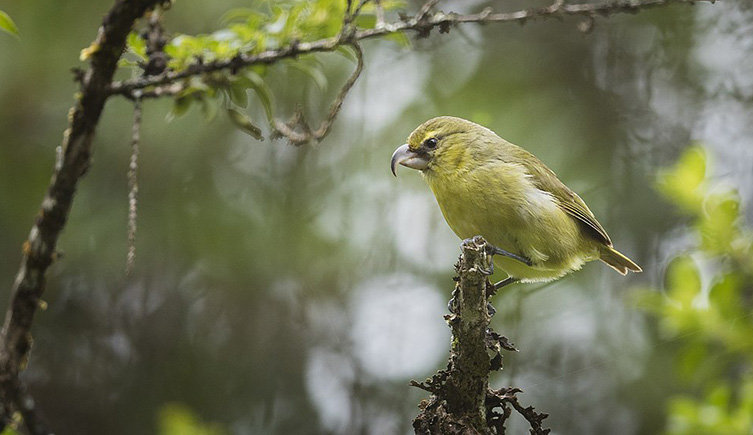 A nolive coloured bird with a hooked beak is perching on a branch in the middle of a forest. 